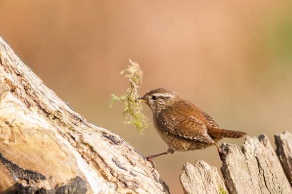 Winter Wren with Nesting Material