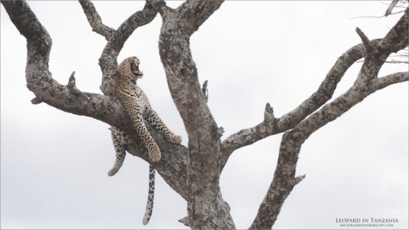 Tanzania Photo Tours: Leopard