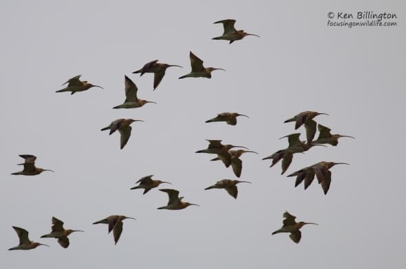 Curlews in Flight