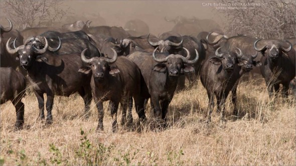 Cape Buffalo - Africa Tours