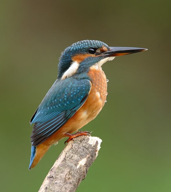 Kingfisher