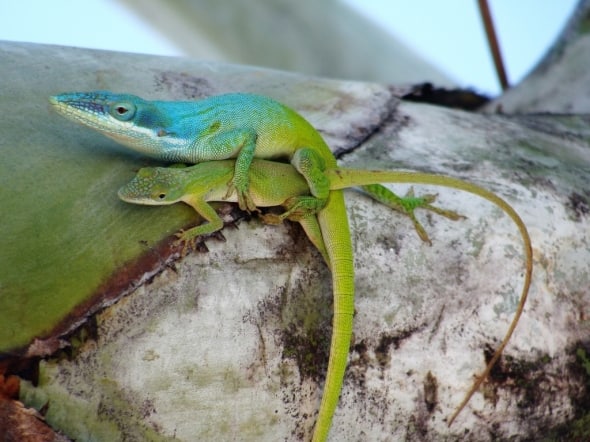 Two Green Anoles Mating
