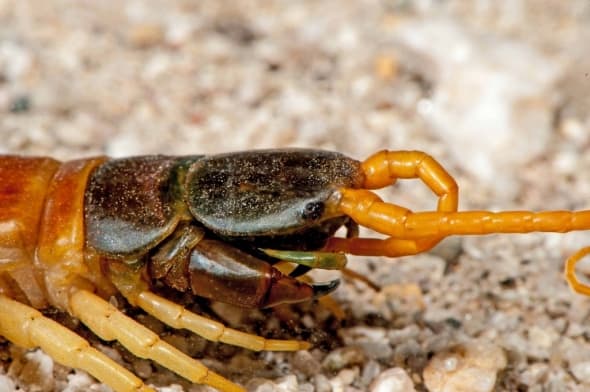 Giant Desert Centipede - Cleaning Antenna