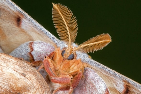 Polyphemus Moth Detail