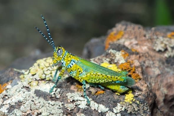 Panther-spotted Grasshopper