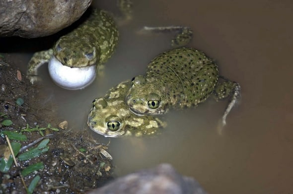Spadefoot Toads