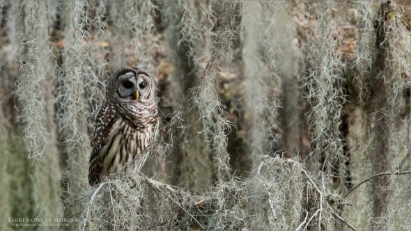 Barred Owl - Florida Tours