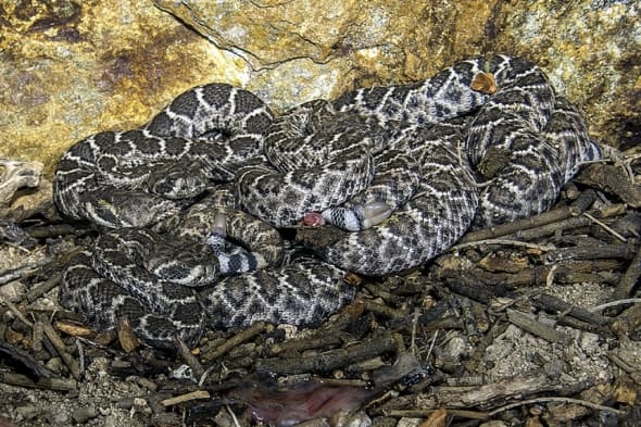 Western Diamond-backed Rattlesnakes-newborns