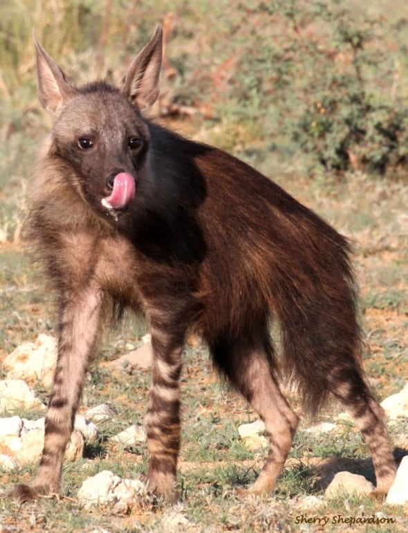 Brown Hyena