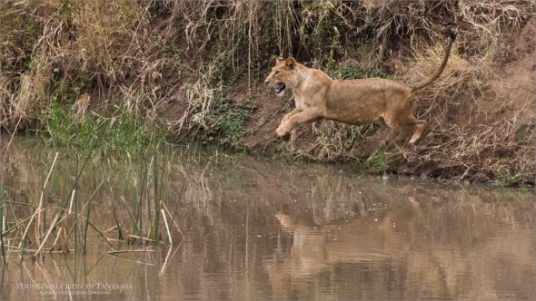 Lions Leap - Africa Tours