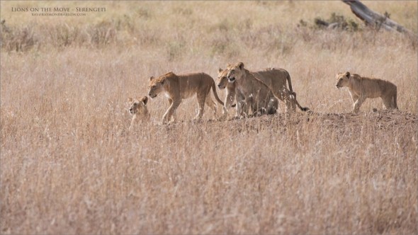 Lions on the Move.