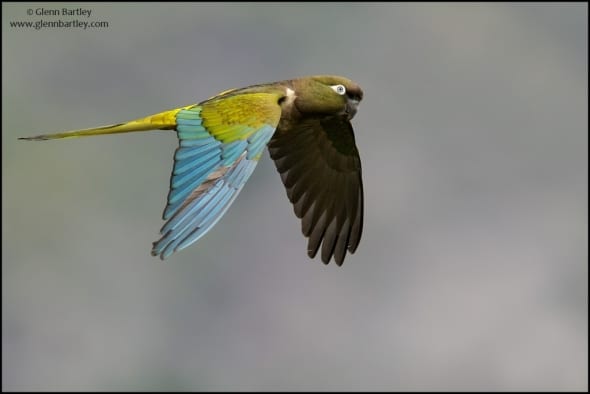 Burrowing Parakeet(Cyanoliseus patagonus)