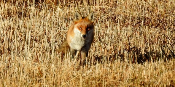 A Very Curious Fox