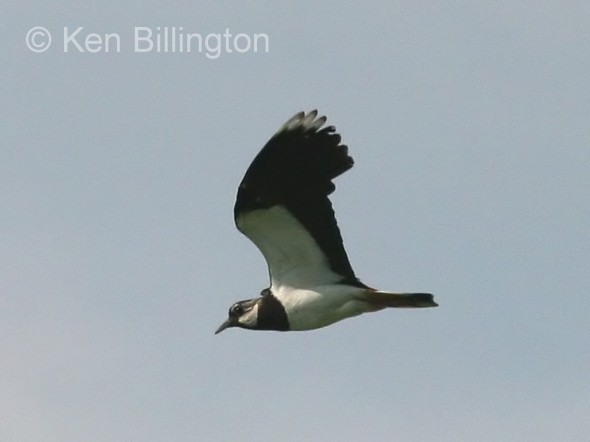 Northern Lapwing (Vanellus vanellus) (09)