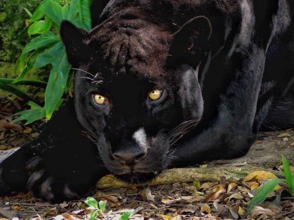 I Am Watching You! (Yucatan Black Jaguar)