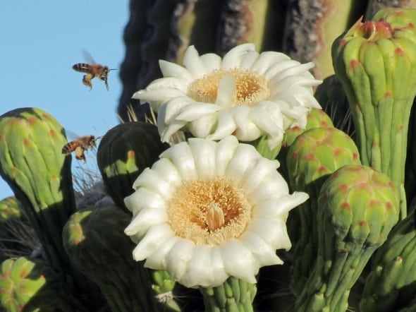 Honey Bees Pollinating Saguaro Cactus