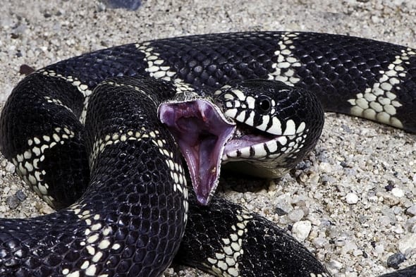 King Snake Eating Diamond-backed Rattlesnake