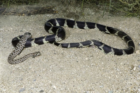 King Snake Eating Diamond-back Rattlesnake