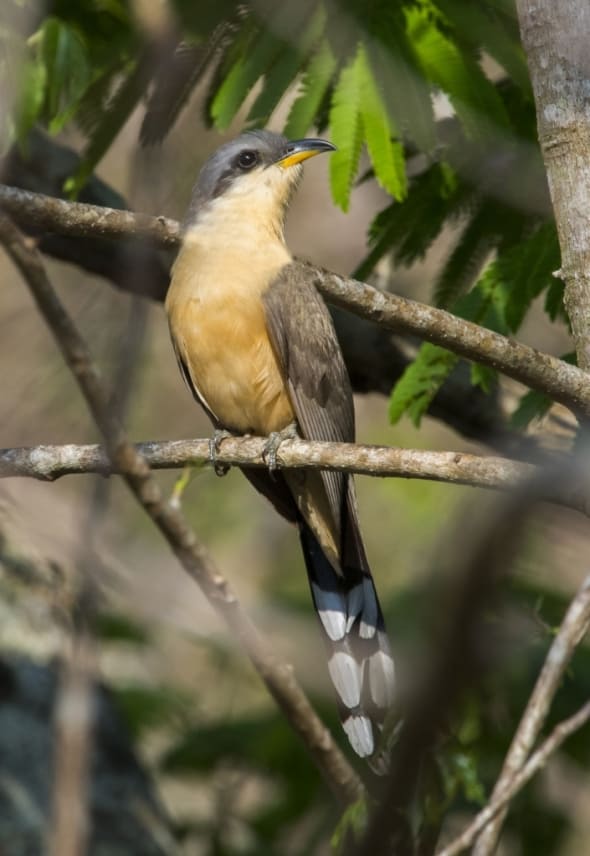 Mangrove Cuckoo - Coccyzus Minor