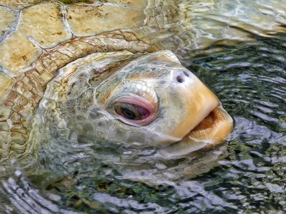 Albino Loggerhead Sea Turtle 