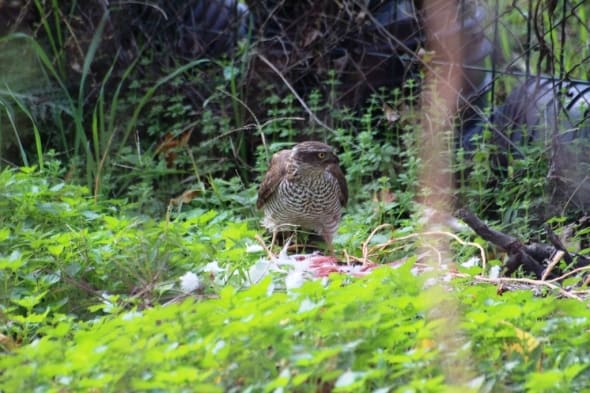 A Young Female Sparrowhawk (Accipiter Nisus)