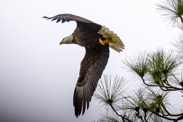Bald Eagle Flying Out of Nest