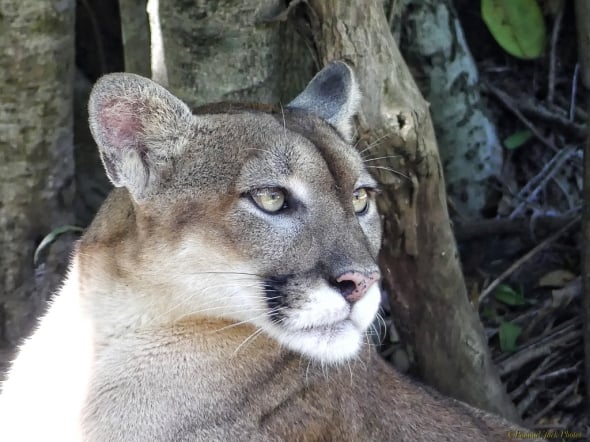 Who’s There? - (Yucatan Puma)