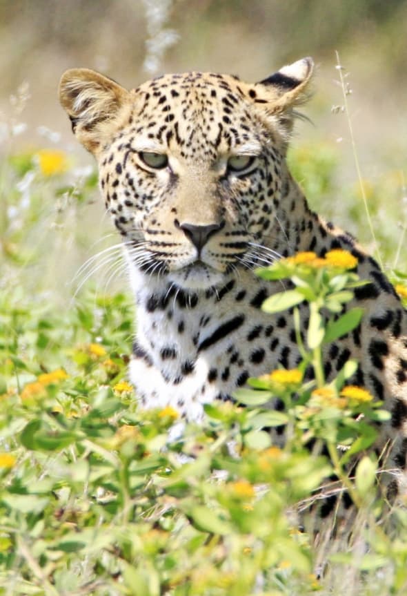 Leopard in the Flowers