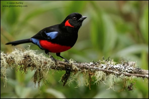 Scarlet-bellied Mountain-Tanager (Anisognathus igniventris)
