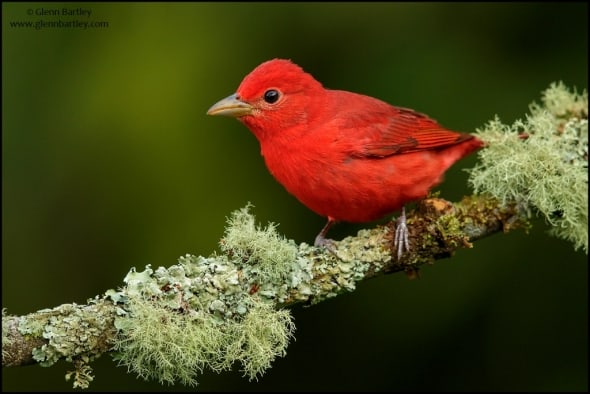 Summer Tanager (Piranga rubra)