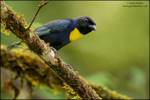 Golden-chested Tanager (Bangsia rothschildi)