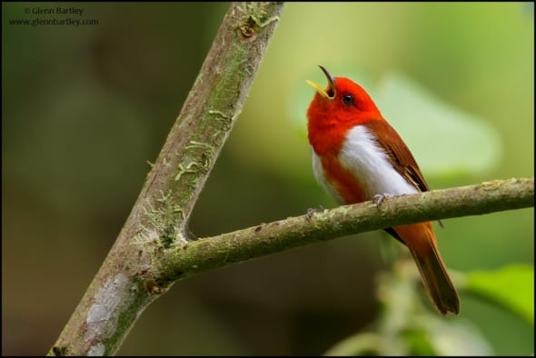 Scarlet and White Tanager (Chrysothlypis salmoni)