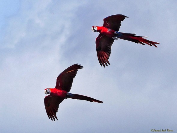 Yucatan Parrots - Flying Together