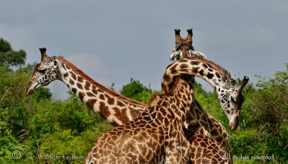Giraffe Knot!