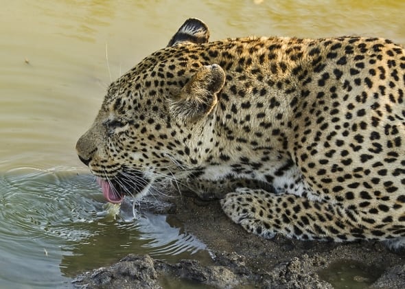 At the Water Hole