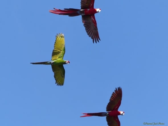 Parrots - Red & Green