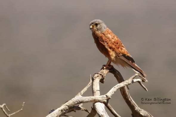 Rock Kestrel (Falco Rupicolus)