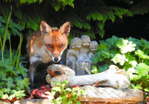 Fox Loves Stoat