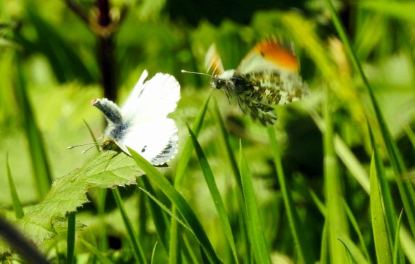 Mating Couple