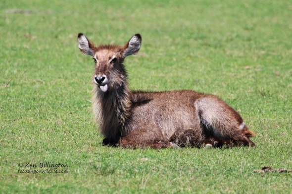 Chewing the Cud Waterbuck