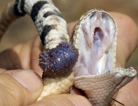 Western Diamond-backed Rattlesnake Hemi-penis