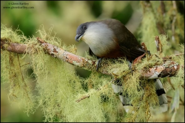 Chestnut-bellied Cuckoo (Coccyzus pluvialis)