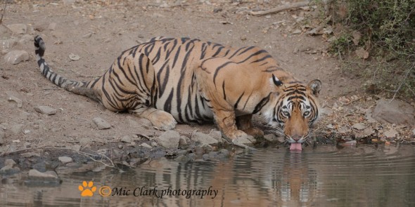 Sub Adult Cub at Water Hole