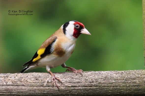Got My Eye on You - Goldfinch