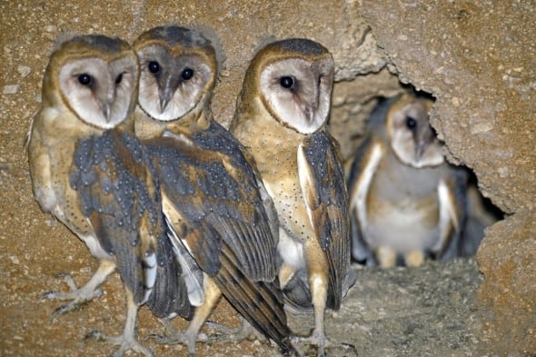 Barn Owls - Ready to Fledge