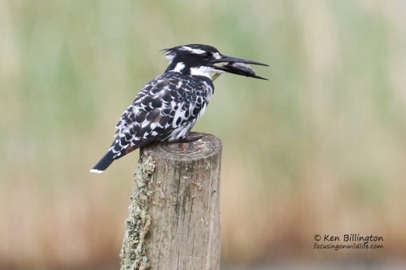 Lunch Time - Pied Kingfisher