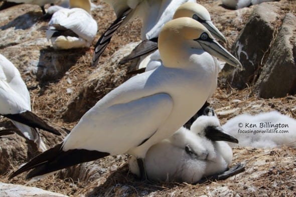 Happy Family - Northern Gannets