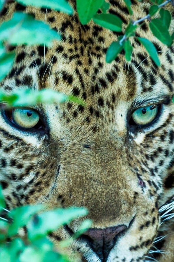 Leopard Portrait