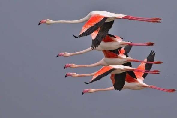 Neck and Neck at the Greater Flamingo Race