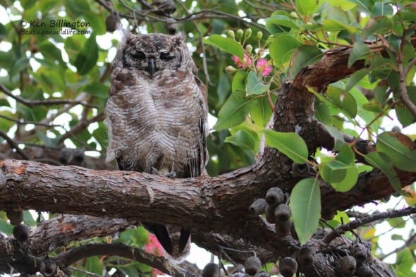 Spotted Eagle Owl